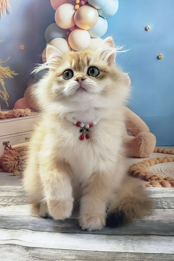 Vanya | British Longhair Kitten