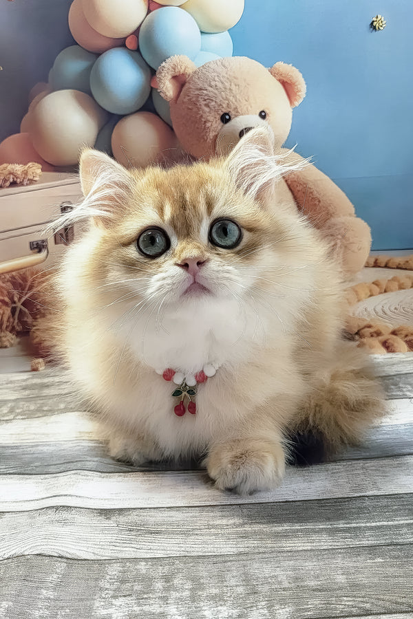Vanya | British Longhair Kitten