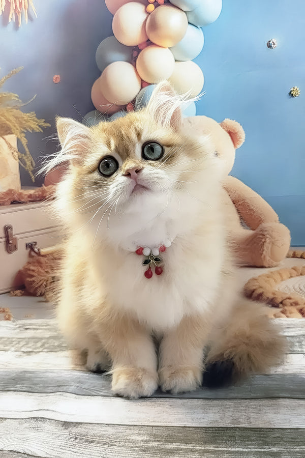 Vanya | British Longhair Kitten