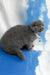 Vasco | Scottish Fold Kitten