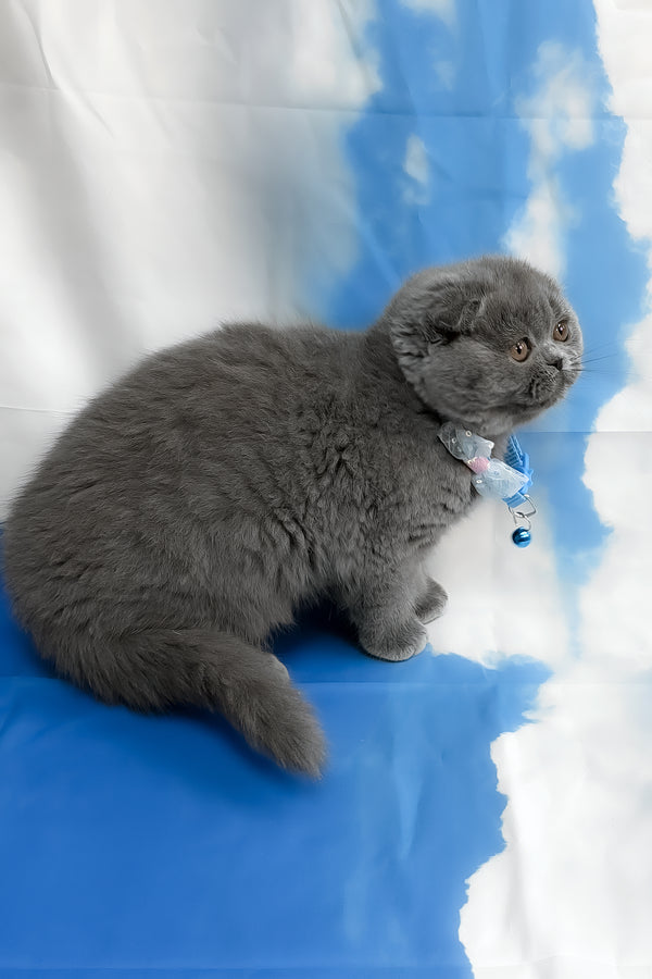 Vasco | Scottish Fold Kitten