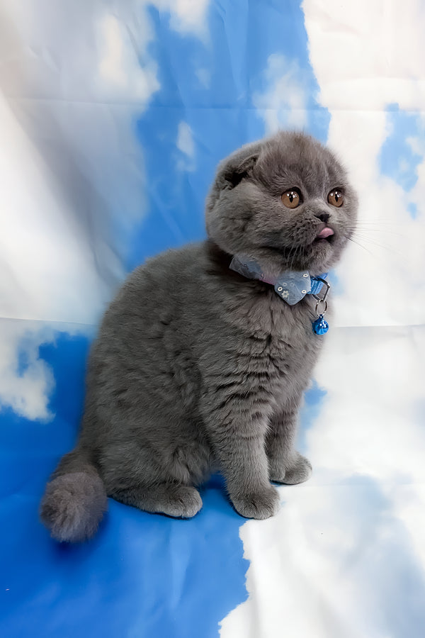 Vasco | Scottish Fold Kitten