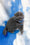 Vasco | Scottish Fold Kitten