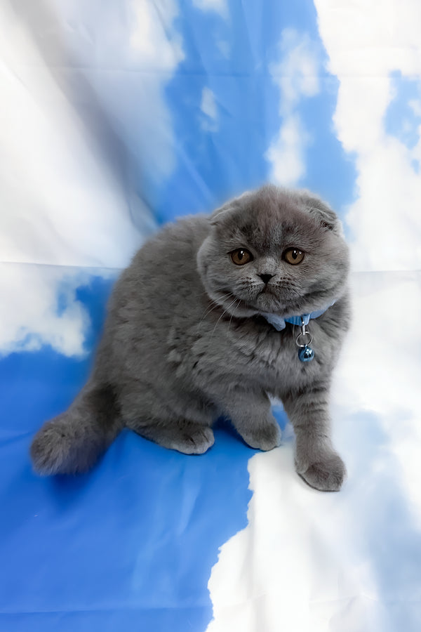 Vasco | Scottish Fold Kitten
