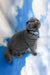 Vasco | Scottish Fold Kitten