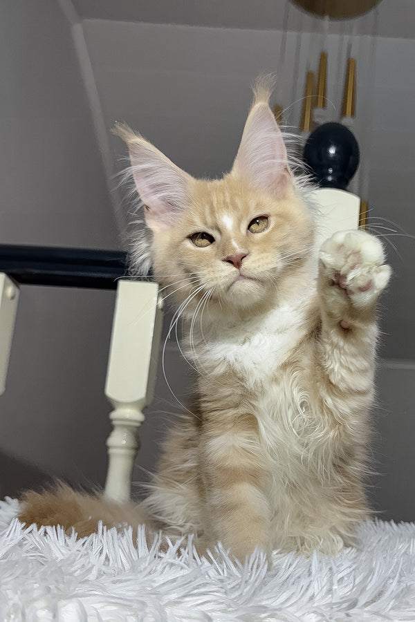 Veles | Maine Coon Kitten