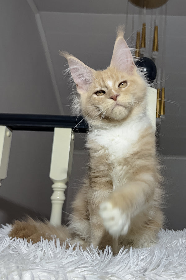 Veles | Maine Coon Kitten