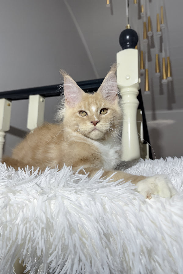 Veles | Maine Coon Kitten