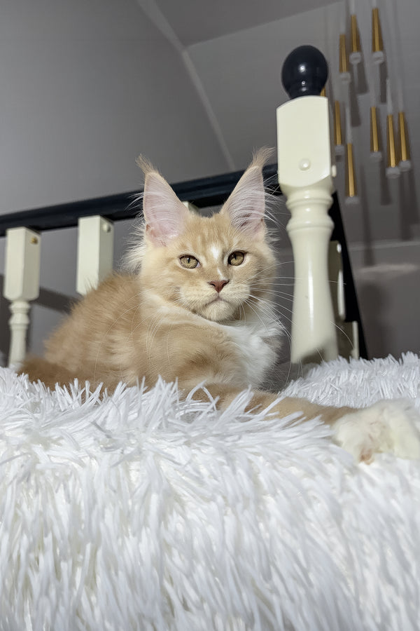Veles | Maine Coon Kitten