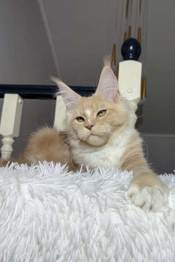 Veles | Maine Coon Kitten