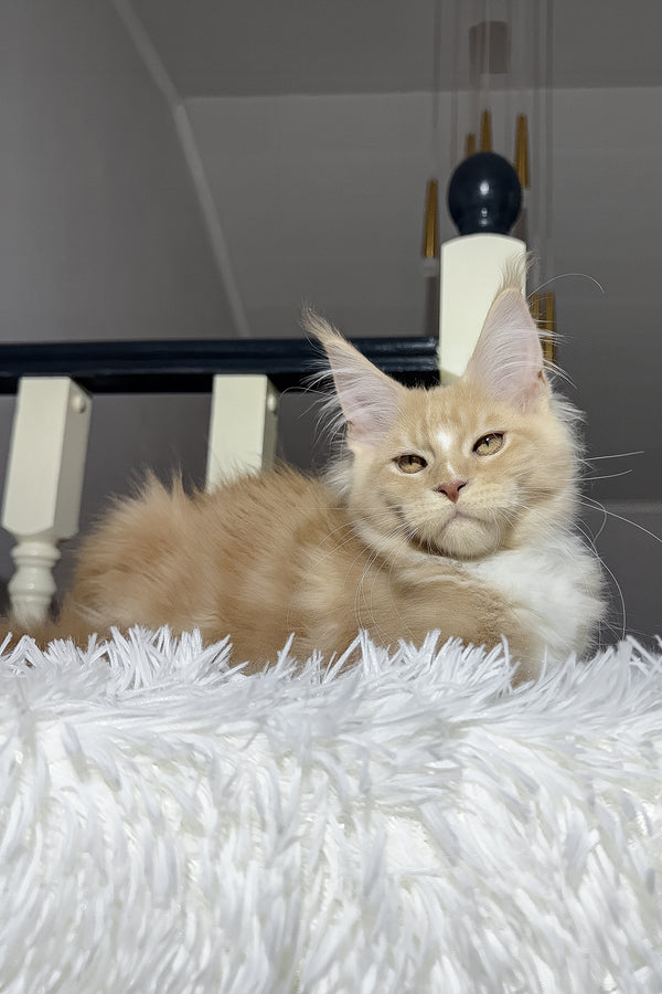 Veles | Maine Coon Kitten