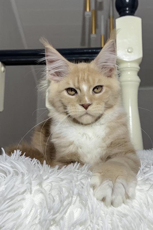 Veles | Maine Coon Kitten