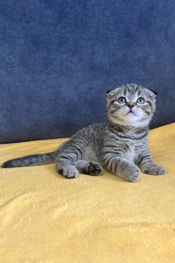 Venya | Scottish Fold Kitten