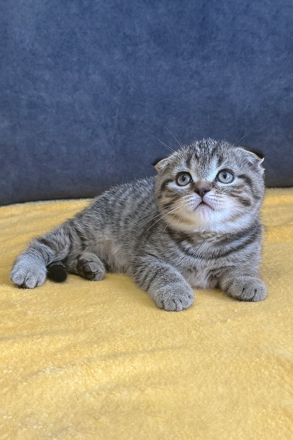 Venya | Scottish Fold Kitten