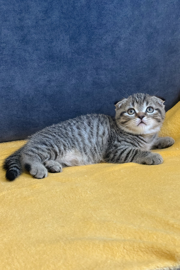Venya | Scottish Fold Kitten