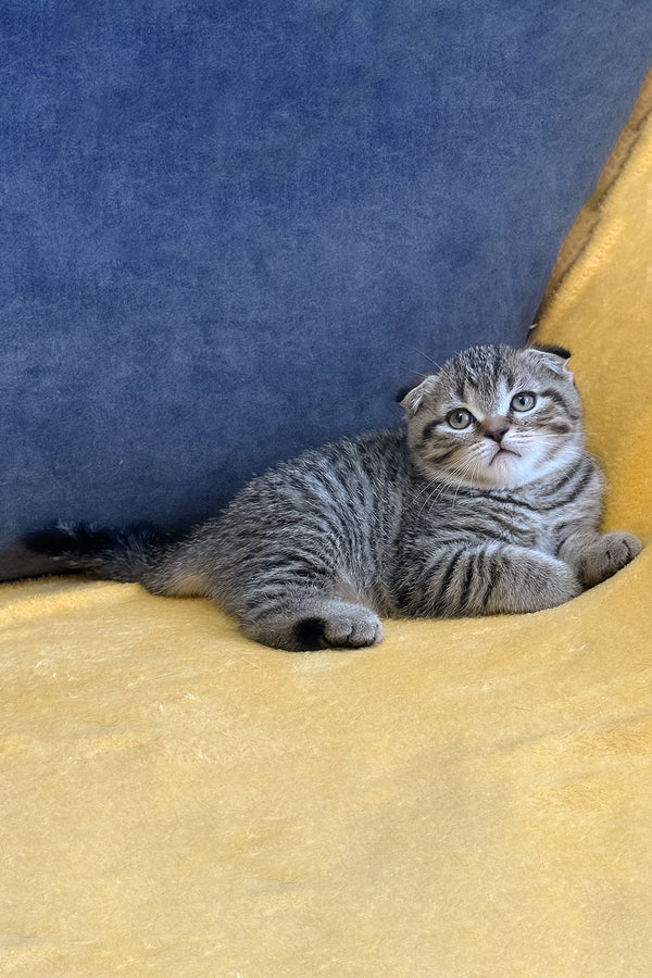 Venya | Scottish Fold Kitten