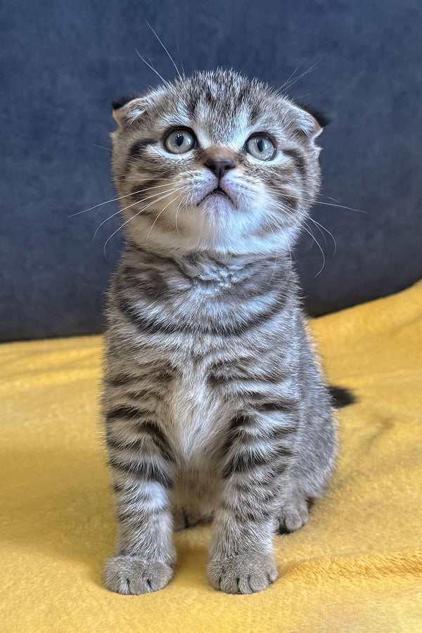 Venya | Scottish Fold Kitten