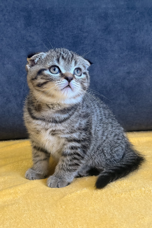 Venya | Scottish Fold Kitten