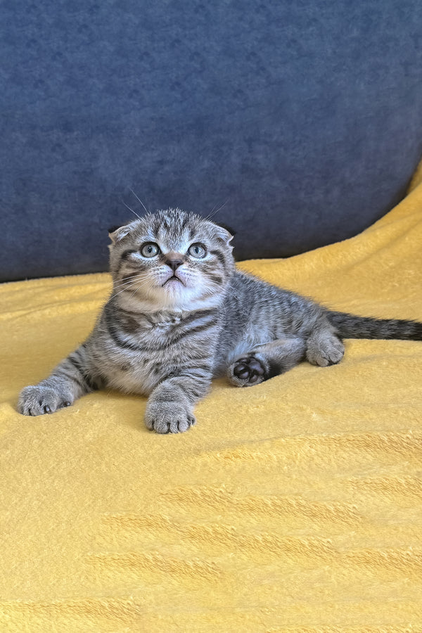 Venya | Scottish Fold Kitten