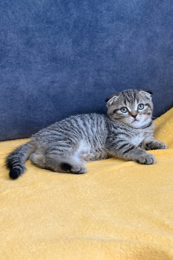 Venya | Scottish Fold Kitten