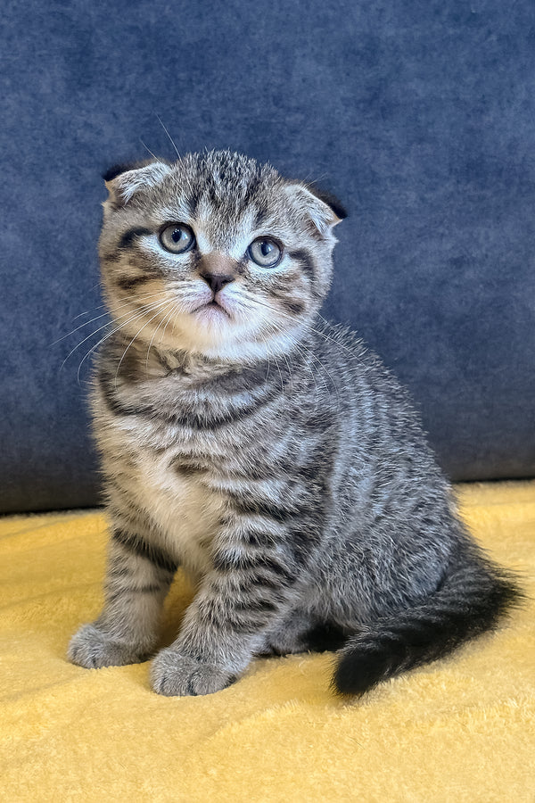 Venya | Scottish Fold Kitten