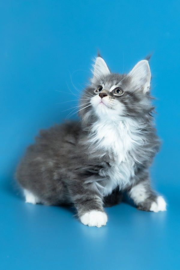 Venya | Maine Coon Kitten
