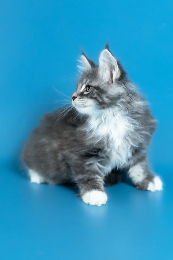 Venya | Maine Coon Kitten