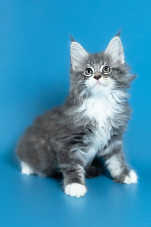 Venya | Maine Coon Kitten