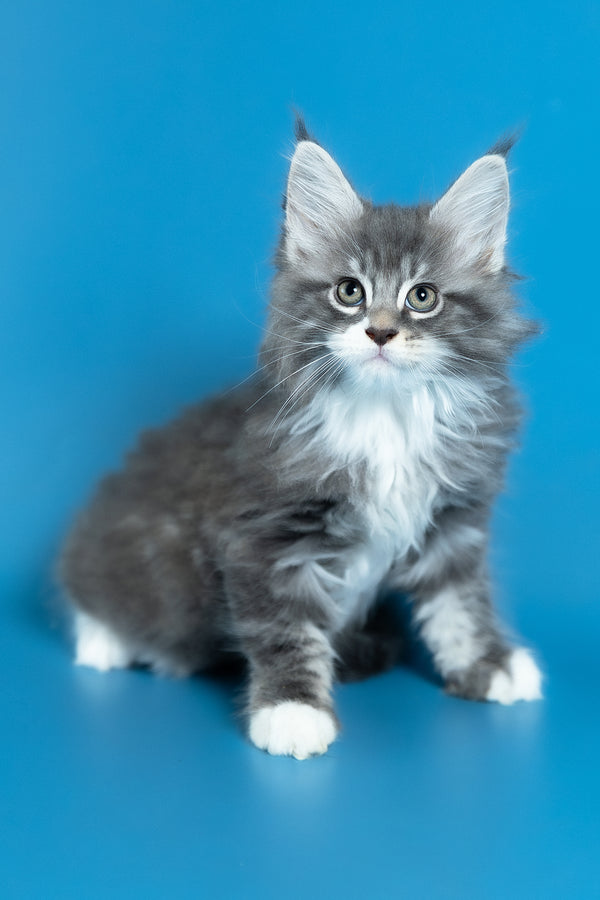 Venya | Maine Coon Kitten