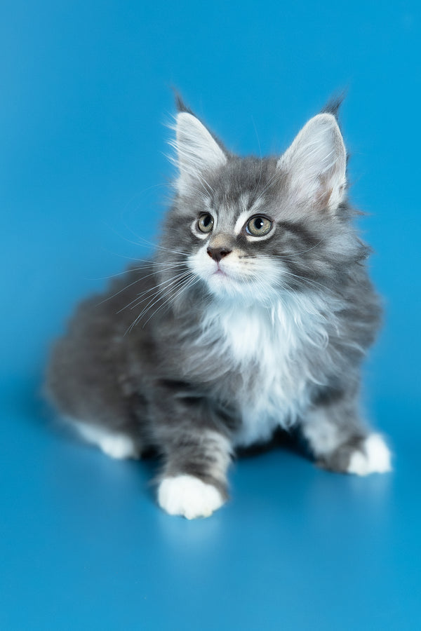 Venya | Maine Coon Kitten