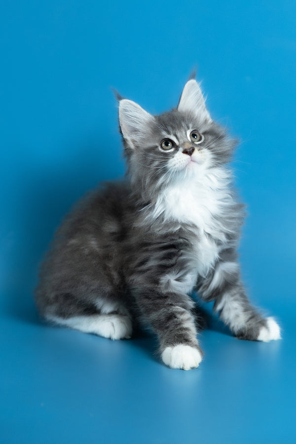 Venya | Maine Coon Kitten