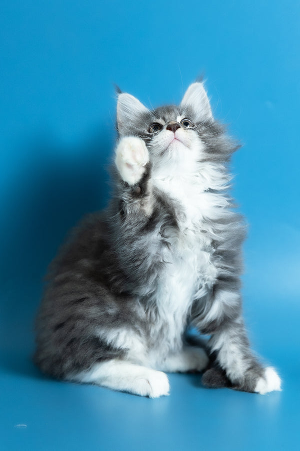 Venya | Maine Coon Kitten