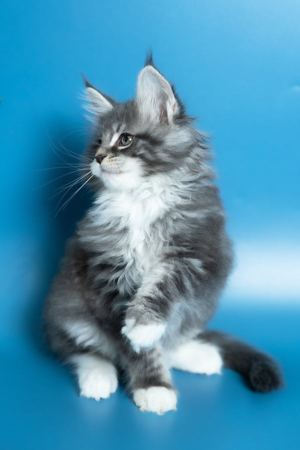 Venya | Maine Coon Kitten