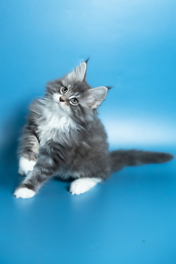 Venya | Maine Coon Kitten