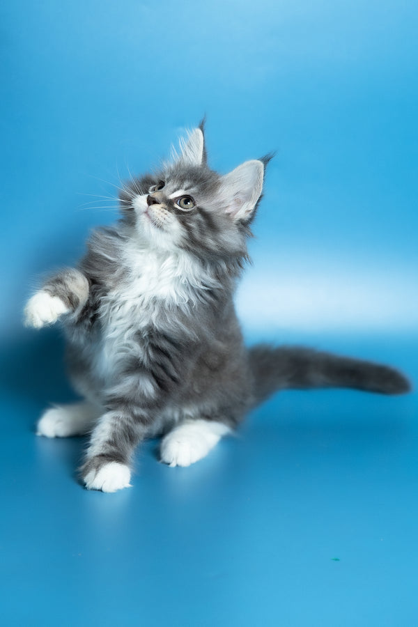 Venya | Maine Coon Kitten