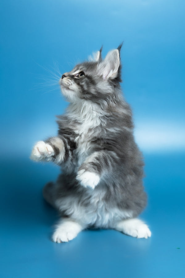 Venya | Maine Coon Kitten