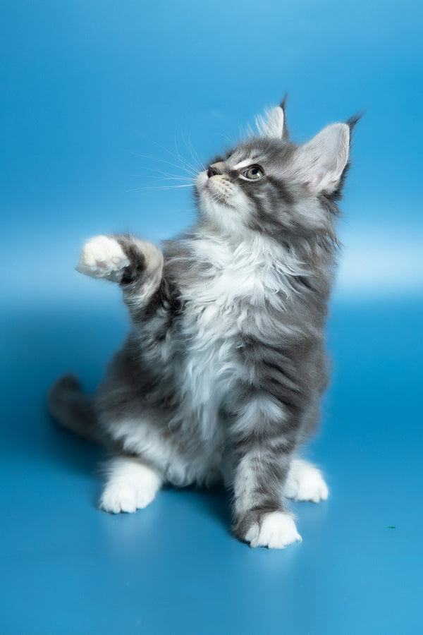 Venya | Maine Coon Kitten