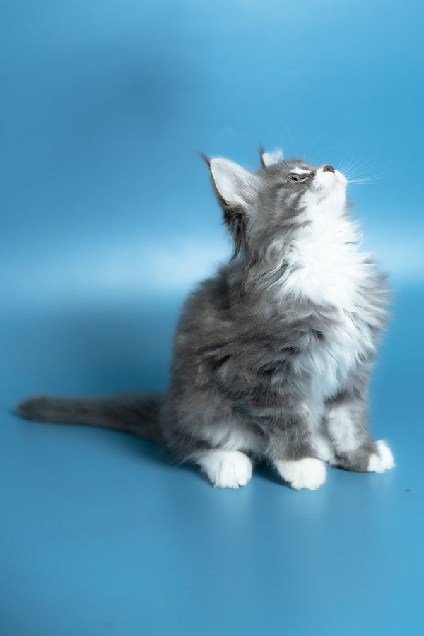 Venya | Maine Coon Kitten