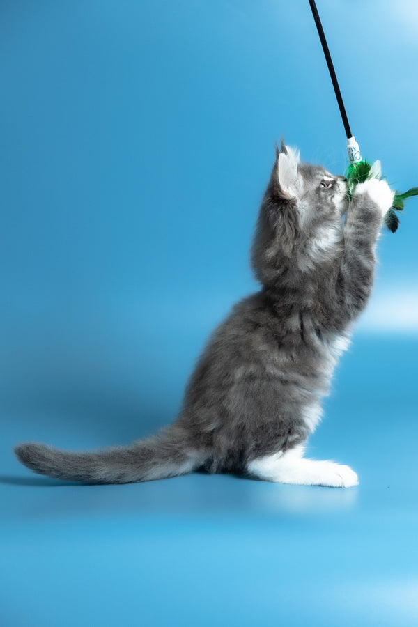 Venya | Maine Coon Kitten