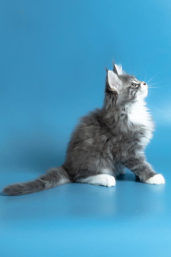 Venya | Maine Coon Kitten