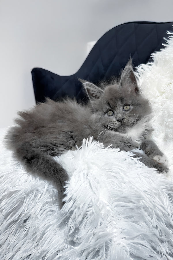 Vesna | Maine Coon Kitten
