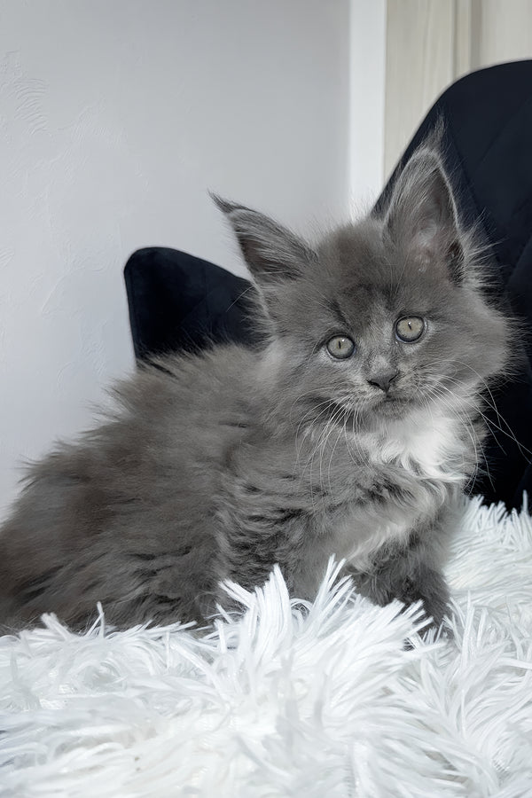Vesna | Maine Coon Kitten