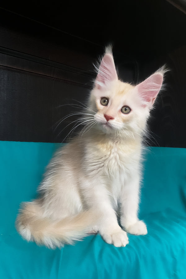 Vigo | Maine Coon Kitten