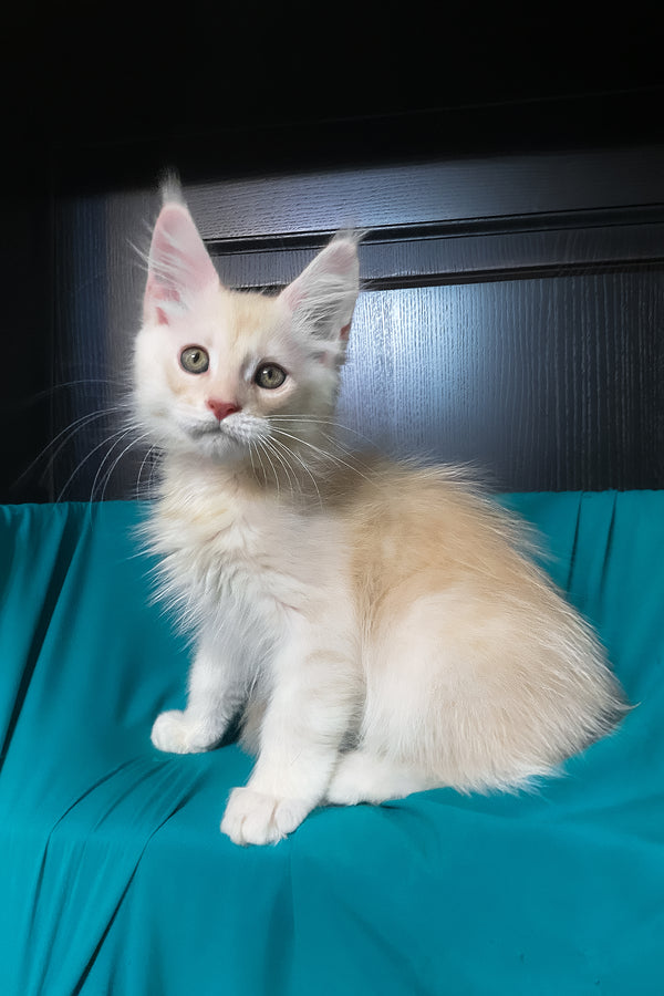 Vigo | Maine Coon Kitten