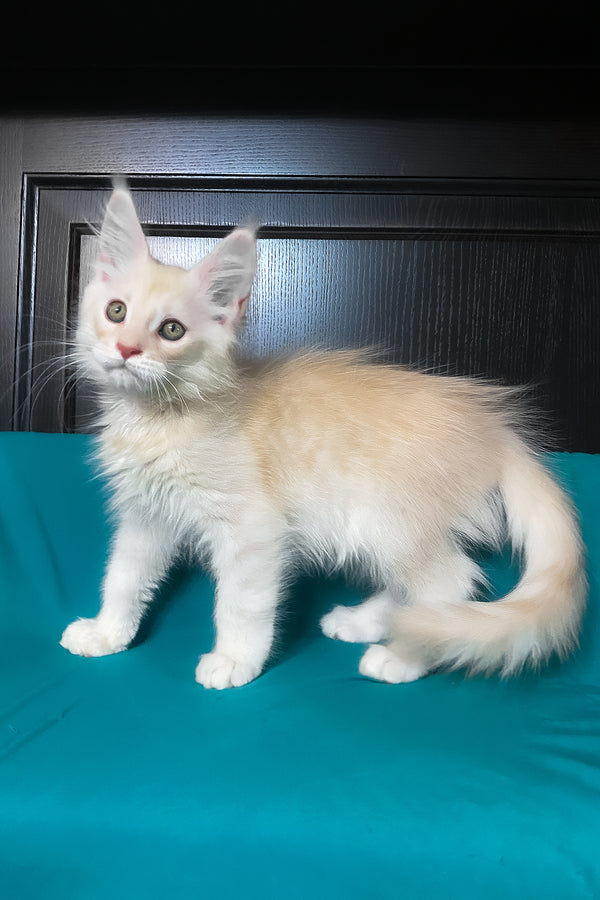 Vigo | Maine Coon Kitten