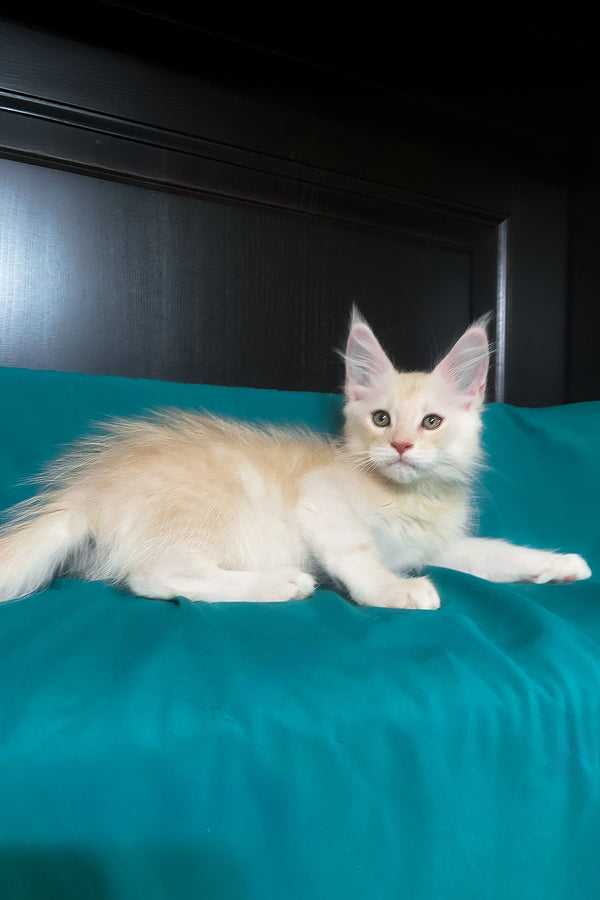 Vigo | Maine Coon Kitten