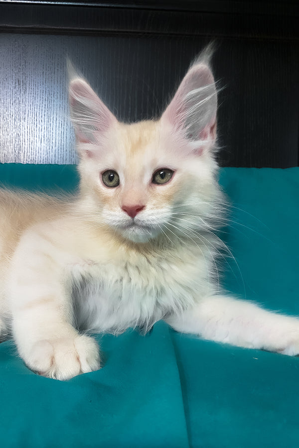 Vigo | Maine Coon Kitten