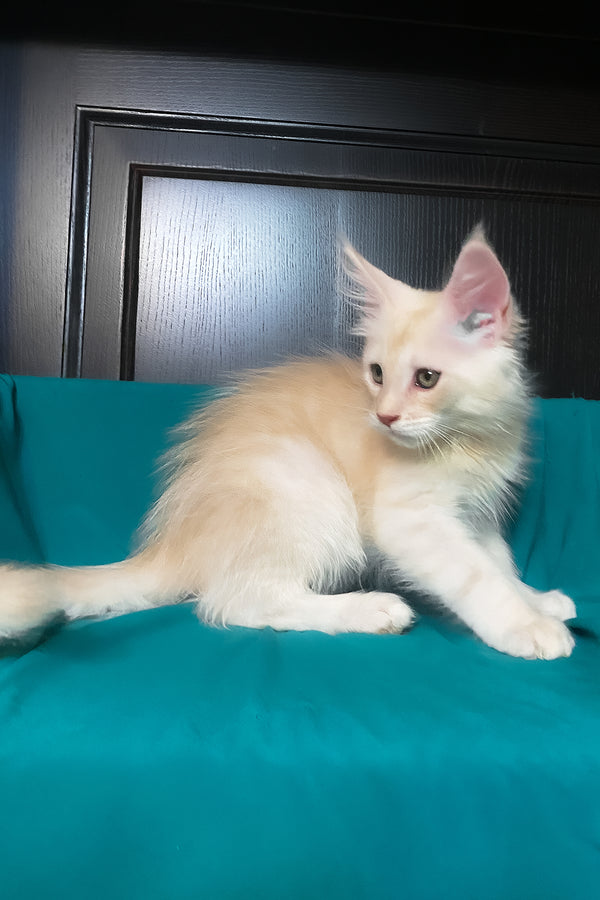Vigo | Maine Coon Kitten