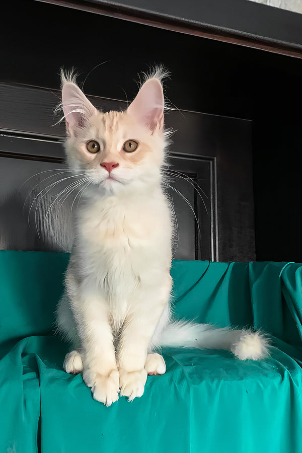 Vigo | Maine Coon Kitten