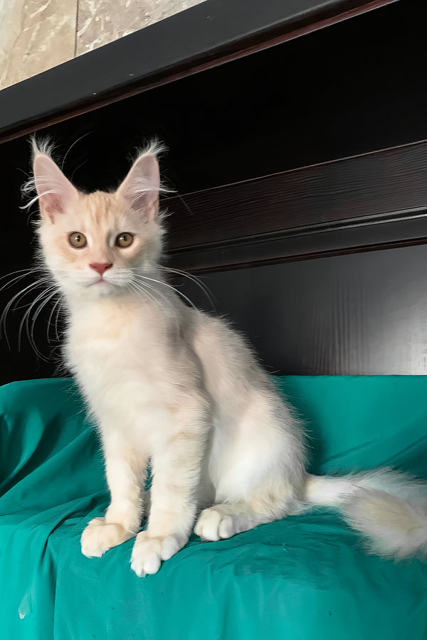 Vigo | Maine Coon Kitten